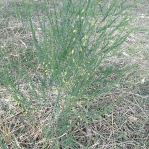 Asparagus officinalis at O'Malley, ACT - 18 Nov 2018