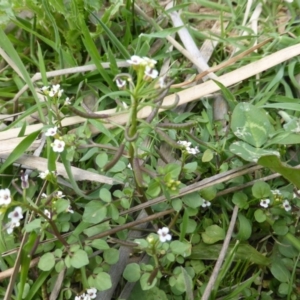 Rorippa nasturtium-aquaticum at O'Malley, ACT - 18 Nov 2018 03:26 PM