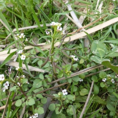 Rorippa nasturtium-aquaticum (Watercress) at O'Malley, ACT - 18 Nov 2018 by Mike