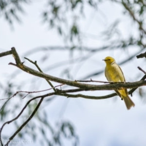 Ptilotula penicillata at Bonython, ACT - 18 Nov 2018 04:00 PM