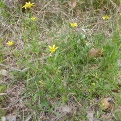 Ranunculus papulentus (Large River Buttercup) at O'Malley, ACT - 18 Nov 2018 by Mike