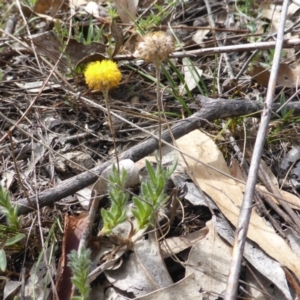 Leptorhynchos squamatus subsp. squamatus at O'Malley, ACT - 18 Nov 2018