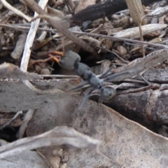 Myrmecia sp., pilosula-group (Jack jumper) at Symonston, ACT - 13 Nov 2018 by Christine