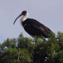 Threskiornis spinicollis (Straw-necked Ibis) at Fyshwick, ACT - 16 Nov 2018 by Christine