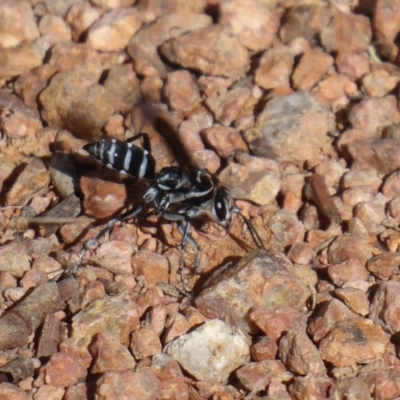 Turneromyia sp. (genus) (Zebra spider wasp) at Fyshwick, ACT - 16 Nov 2018 by Christine