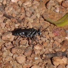 Turneromyia sp. (genus) at Fyshwick, ACT - 16 Nov 2018 03:13 PM