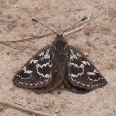 Synemon plana (Golden Sun Moth) at Gundaroo, NSW - 17 Nov 2018 by Christine