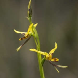 Diuris sulphurea at Cotter River, ACT - 18 Nov 2018