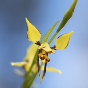 Diuris sulphurea at Cotter River, ACT - 18 Nov 2018