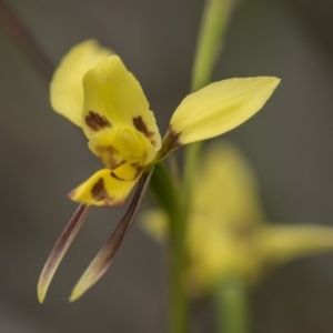 Diuris sulphurea at Cotter River, ACT - 18 Nov 2018