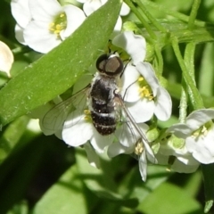 Bombyliidae (family) (Unidentified Bee fly) at Molonglo Valley, ACT - 11 Nov 2018 by JanetRussell