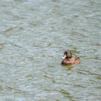 Aythya australis (Hardhead) at Bonython, ACT - 18 Nov 2018 by frostydog