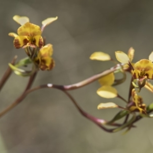 Diuris semilunulata at Cotter River, ACT - suppressed