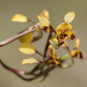 Diuris semilunulata at Cotter River, ACT - suppressed