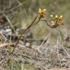 Diuris semilunulata at Cotter River, ACT - 18 Nov 2018