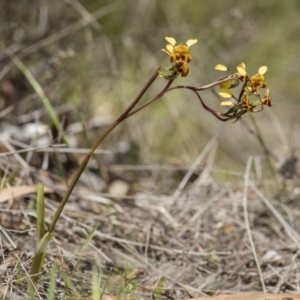 Diuris semilunulata at Cotter River, ACT - 18 Nov 2018