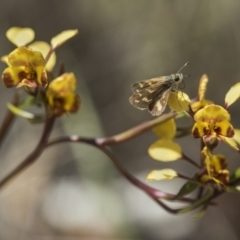 Diuris semilunulata at Cotter River, ACT - suppressed