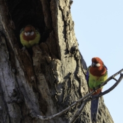 Platycercus eximius (Eastern Rosella) at Deakin, ACT - 17 Nov 2018 by JonSteinbeck