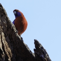 Platycercus elegans at Deakin, ACT - 17 Nov 2018