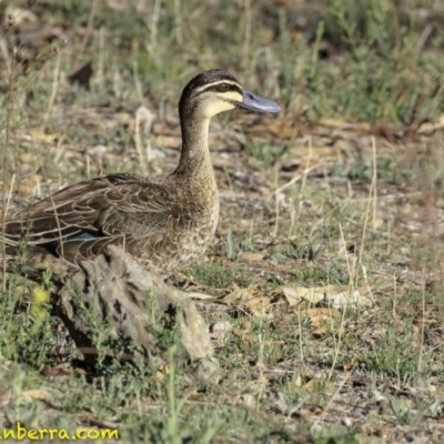 Anas superciliosa (Pacific Black Duck) at Deakin, ACT - 17 Nov 2018 by JonSteinbeck