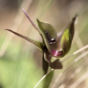 Chiloglottis valida at Cotter River, ACT - suppressed