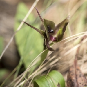 Chiloglottis valida at Cotter River, ACT - suppressed