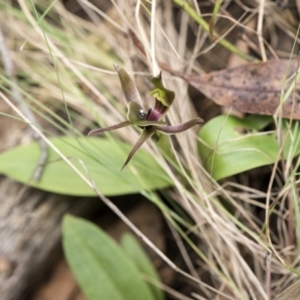 Chiloglottis valida at Cotter River, ACT - suppressed