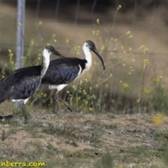 Threskiornis spinicollis (Straw-necked Ibis) at Deakin, ACT - 17 Nov 2018 by JonSteinbeck