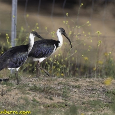 Threskiornis spinicollis (Straw-necked Ibis) at Deakin, ACT - 17 Nov 2018 by JonSteinbeck