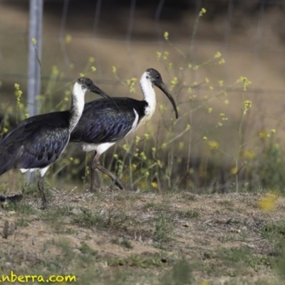 Threskiornis spinicollis (Straw-necked Ibis) at Deakin, ACT - 16 Nov 2018 by BIrdsinCanberra