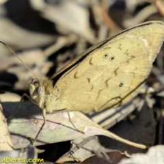 Heteronympha merope (Common Brown Butterfly) at Hughes, ACT - 16 Nov 2018 by BIrdsinCanberra