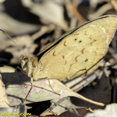 Heteronympha merope (Common Brown Butterfly) at Hughes, ACT - 16 Nov 2018 by BIrdsinCanberra