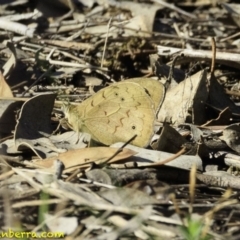 Heteronympha merope at Hughes, ACT - 17 Nov 2018