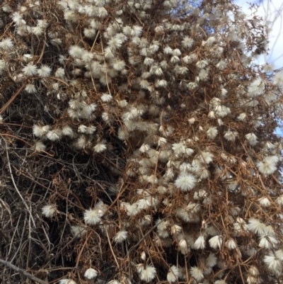 Clematis leptophylla (Small-leaf Clematis, Old Man's Beard) at Mount Majura - 17 Nov 2018 by WalterEgo
