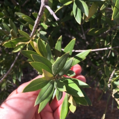 Olea europaea subsp. cuspidata (African Olive) at Hackett, ACT - 17 Nov 2018 by WalterEgo