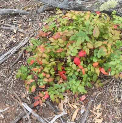 Berberis aquifolium (Oregon Grape) at Majura, ACT - 2 Nov 2018 by WalterEgo