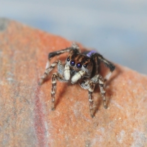 Maratus chrysomelas at Molonglo Valley, ACT - 29 Sep 2018