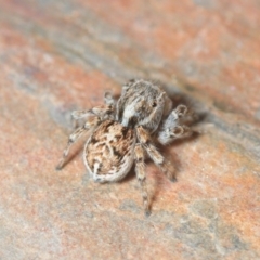 Maratus chrysomelas at Molonglo Valley, ACT - 29 Sep 2018