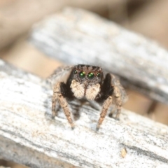 Maratus vespertilio (Bat-like peacock spider) at Molonglo Valley, ACT - 29 Sep 2018 by Harrisi