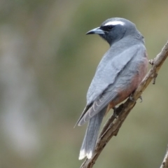 Artamus superciliosus (White-browed Woodswallow) at Rendezvous Creek, ACT - 5 Nov 2018 by roymcd