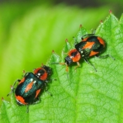 Dicranolaius villosus (Melyrid flower beetle) at Lower Cotter Catchment - 17 Nov 2018 by Harrisi