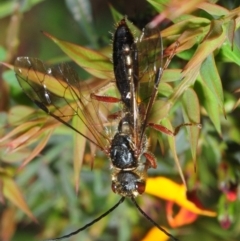 Tiphiidae (family) (Unidentified Smooth flower wasp) at Cotter River, ACT - 17 Nov 2018 by Harrisi