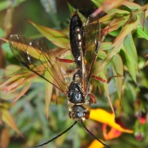 Tiphiidae (family) at Cotter River, ACT - 17 Nov 2018 02:04 PM