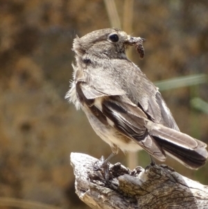 Petroica phoenicea at Rendezvous Creek, ACT - 5 Nov 2018