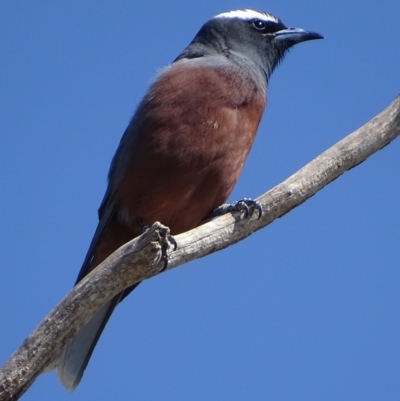 Artamus superciliosus (White-browed Woodswallow) at Rendezvous Creek, ACT - 31 Oct 2018 by roymcd