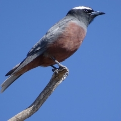 Artamus superciliosus at Rendezvous Creek, ACT - 1 Nov 2018 10:23 AM