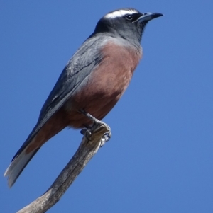 Artamus superciliosus at Rendezvous Creek, ACT - 1 Nov 2018