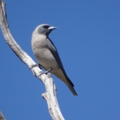 Artamus personatus (Masked Woodswallow) at Rendezvous Creek, ACT - 1 Nov 2018 by roymcd