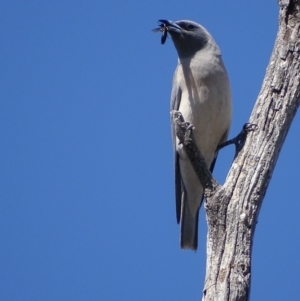 Artamus personatus at Rendezvous Creek, ACT - 1 Nov 2018 10:39 AM