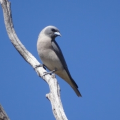 Artamus personatus at Rendezvous Creek, ACT - 1 Nov 2018 10:39 AM